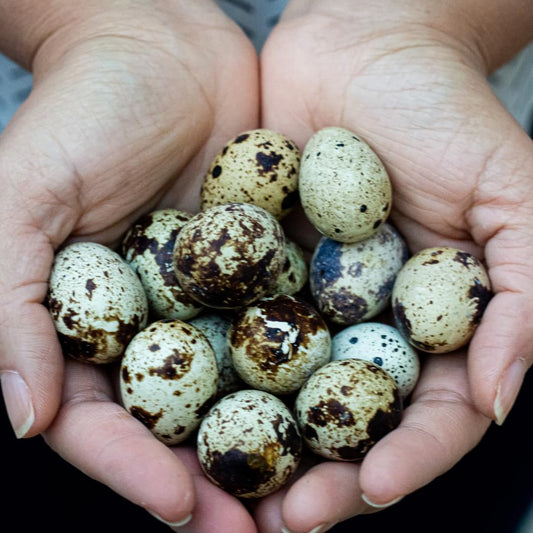 36 Quail Eggs for Hatching - Fertile Coturnix Selection Hens Choice, AI & NPIP Certified, Sustainably Sourced from Family-Run Farms, Farm Fresh Delivery with Minimal Breakage - Quailz.com by Undique LLC ~ Blessings Grow Meadows