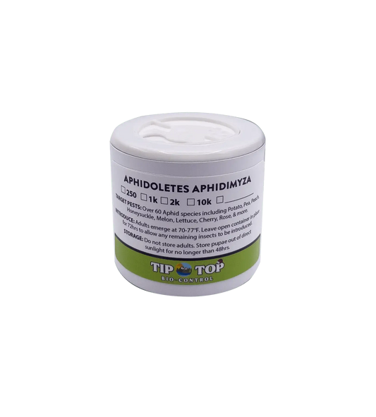 Aphidoletes aphidimyza (Live Nymphs) - Blessings Grow Meadows