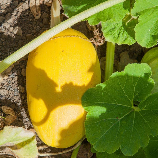 Spaghetti Winter Squash Seeds (Organic) - Blessings Grow Meadows