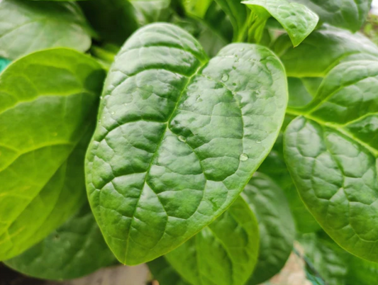 Green Malabar Spinach plant from Florida Plants Nursery with vibrant green, leafy stems suitable for home gardens.