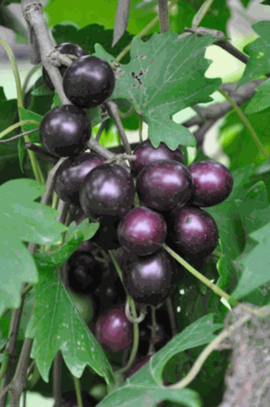 Hardy Grape Vine 'Southern Home' from Florida Plants Nursery, showing lush green leaves and healthy vine growth.