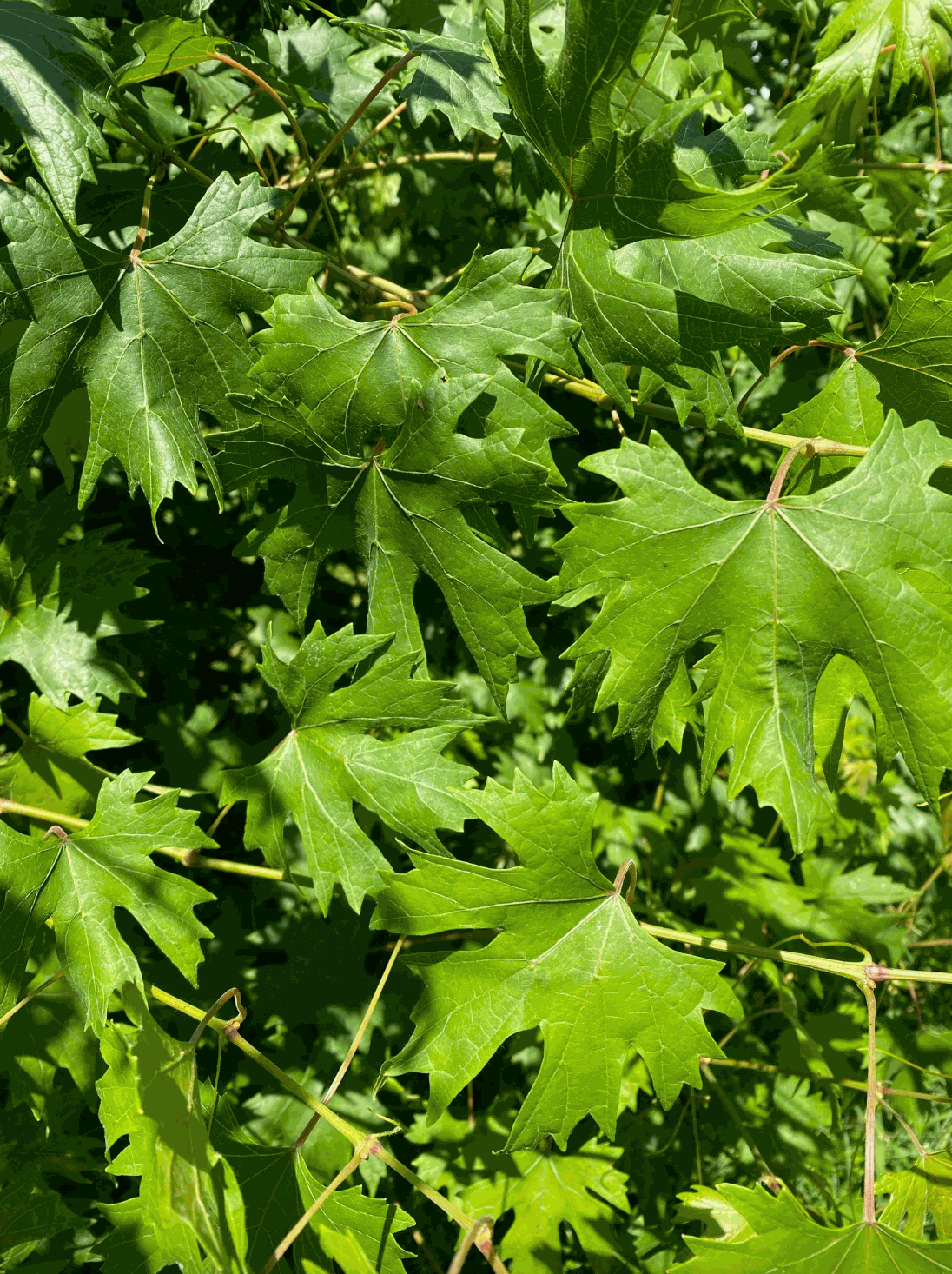 Hardy Grape Vine 'Southern Home' by Florida Plants Nursery, showing lush green foliage and durable vine structure.