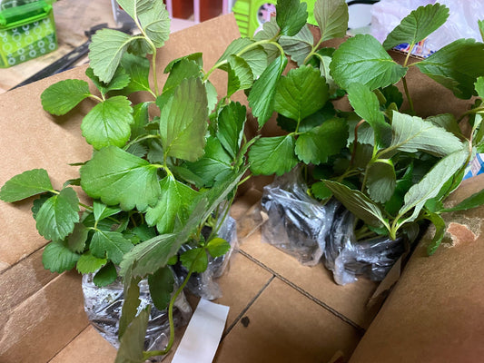 Old North Sea Strawberry plant from Florida Plants Nursery with lush green leaves and healthy growth.