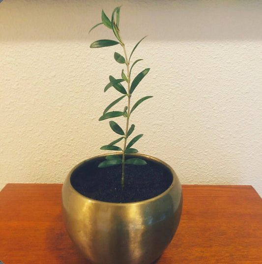 Healthy Arbequina olive tree from Florida Plants Nursery with green leaves and a sturdy trunk.