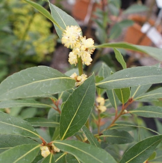 Bay Laurel Tree by Florida Plants Nursery with lush green foliage and a sturdy trunk, ideal for garden or landscape planting.