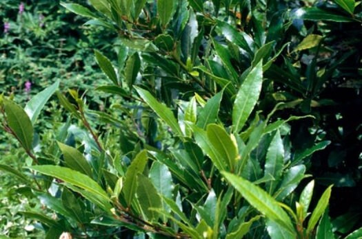 Bay Laurel Tree from Florida Plants Nursery with lush green foliage and a sturdy trunk, ideal for culinary use and decorative landscaping.