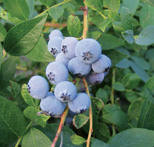 Healthy Biloxi Blueberry plant from Florida Plants Nursery with lush green foliage and developing blueberries.