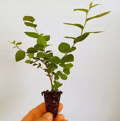 Emerald blueberry plants from Florida Plants Nursery showcasing lush green foliage and ripe blueberries on the bush.