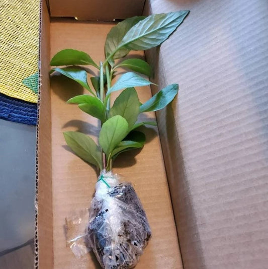 Longevity spinach plant from Florida Plants Nursery, featuring lush green leaves suitable for home gardens.