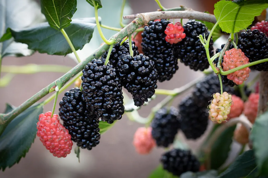 Mojo Berry Mulberry tree by Florida Plants Nursery with lush green leaves and ripe berries in a garden setting.