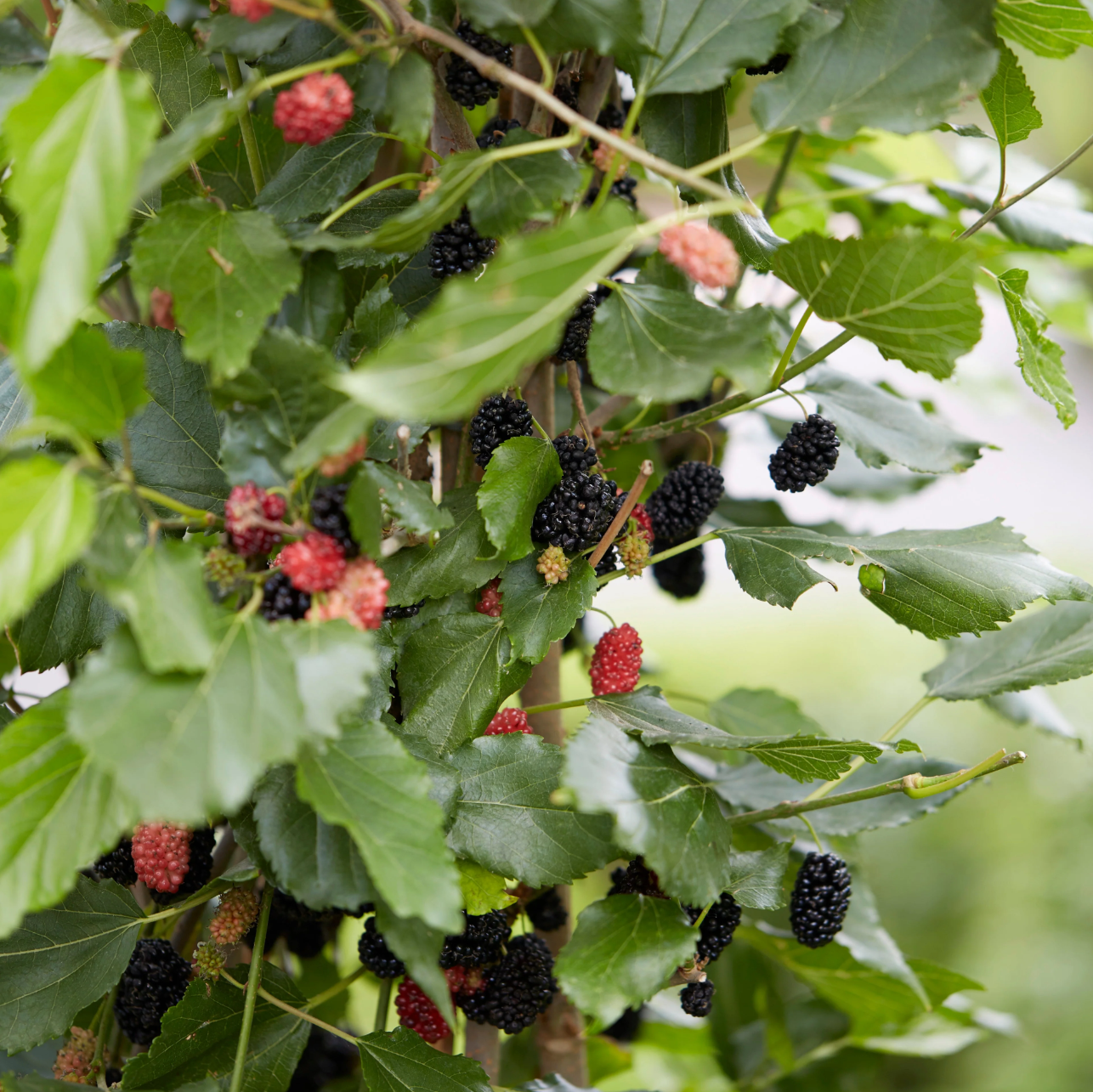 Mojo Berry Mulberry tree by Florida Plants Nursery with lush green leaves and ripe berries in a garden setting.