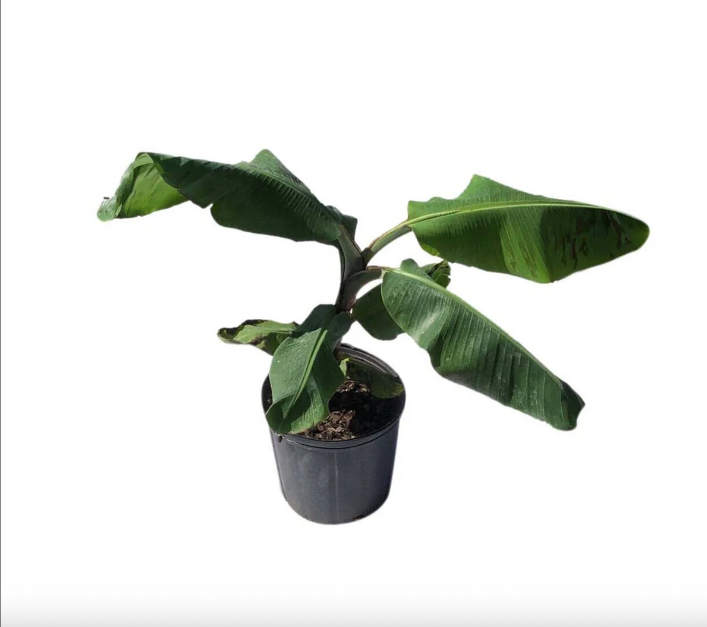 Mona Lisa Banana Plant Musa FHIA-02, a rare banana plant with lush green leaves from Florida Plants Nursery.