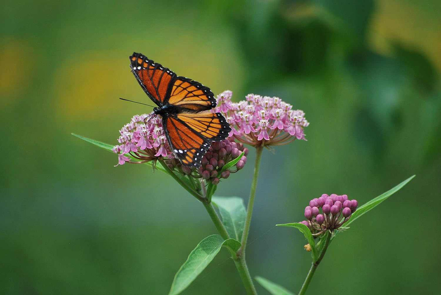 Pink Milkweed plant from Florida Plants Nursery with vibrant pink flowers and lush green foliage.
