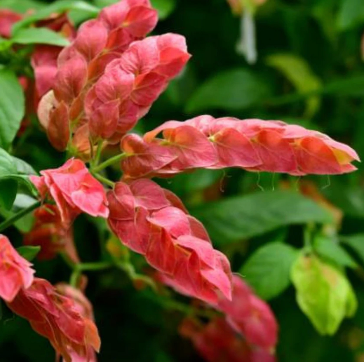 Red Shrimp Plant pack of 3 from Florida Plants Nursery, showing vibrant red foliage and lush green leaves.