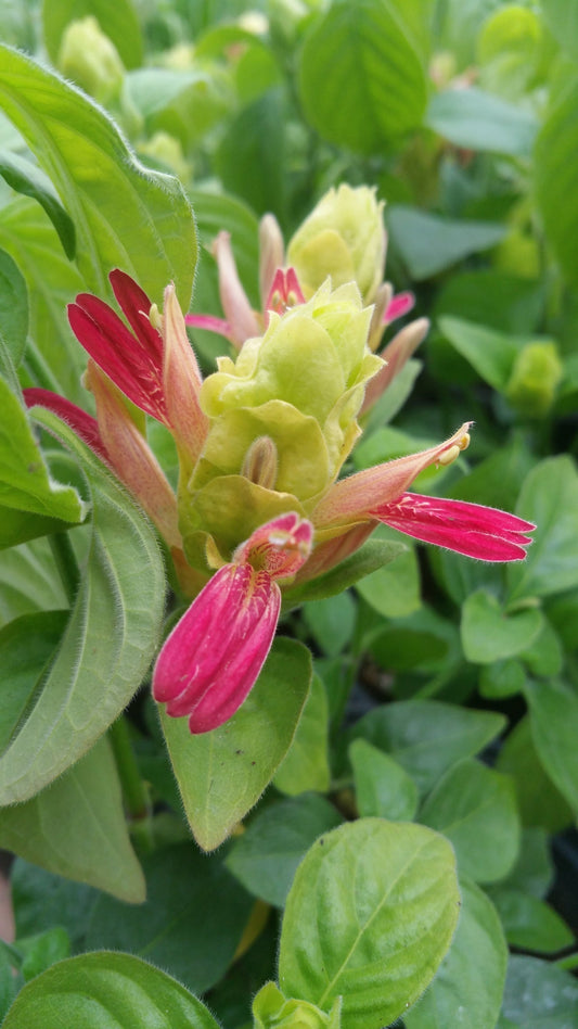 Three Shrimp Plant 'Fruit Cocktail' potted plants from Florida Plants Nursery, showcasing vibrant foliage and flowering buds.