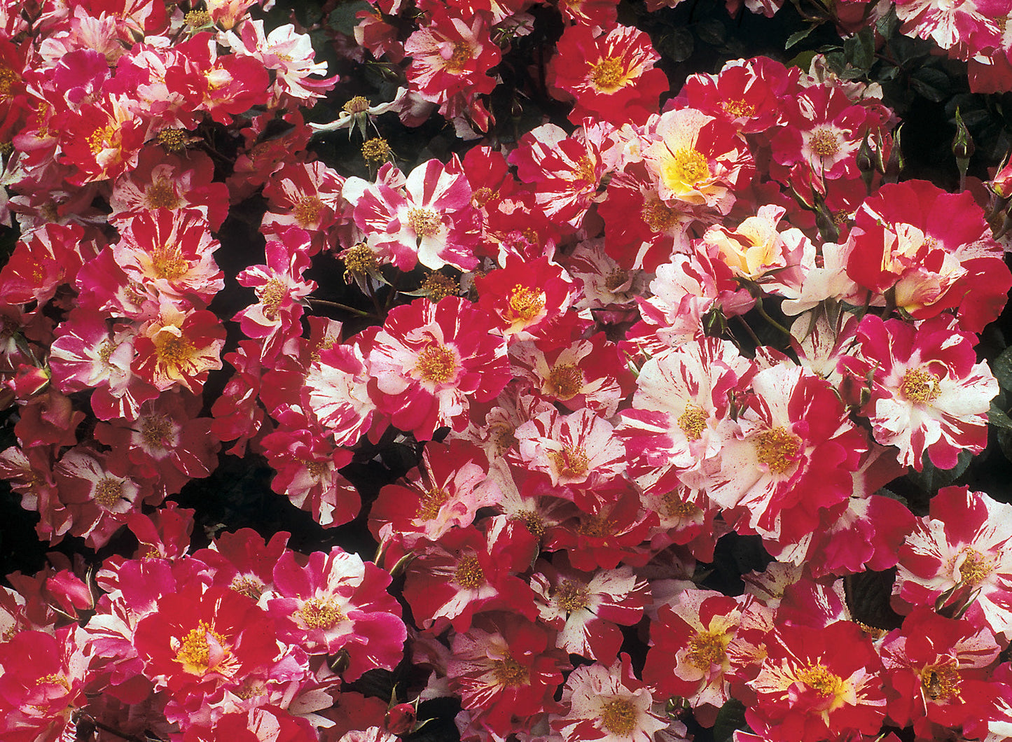 Fourth of July Climbing Rose plant in a 1.5-gallon pot by Fresh Garden Living, featuring vibrant red, white, and blue blooms.