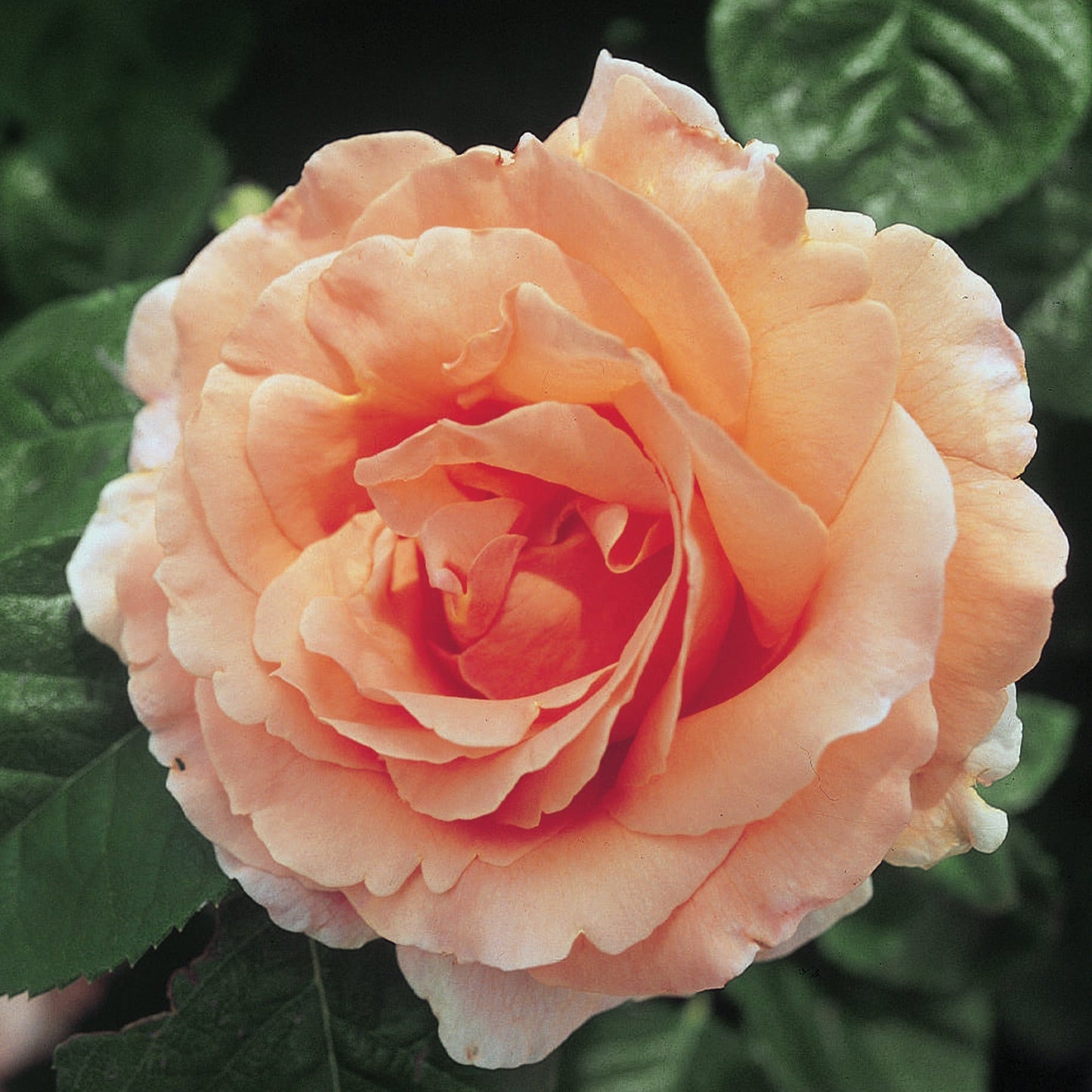 Polka Climbing Rose plant in a 1.5-gallon pot by Fresh Garden Living, with vibrant pink blooms and lush green foliage.