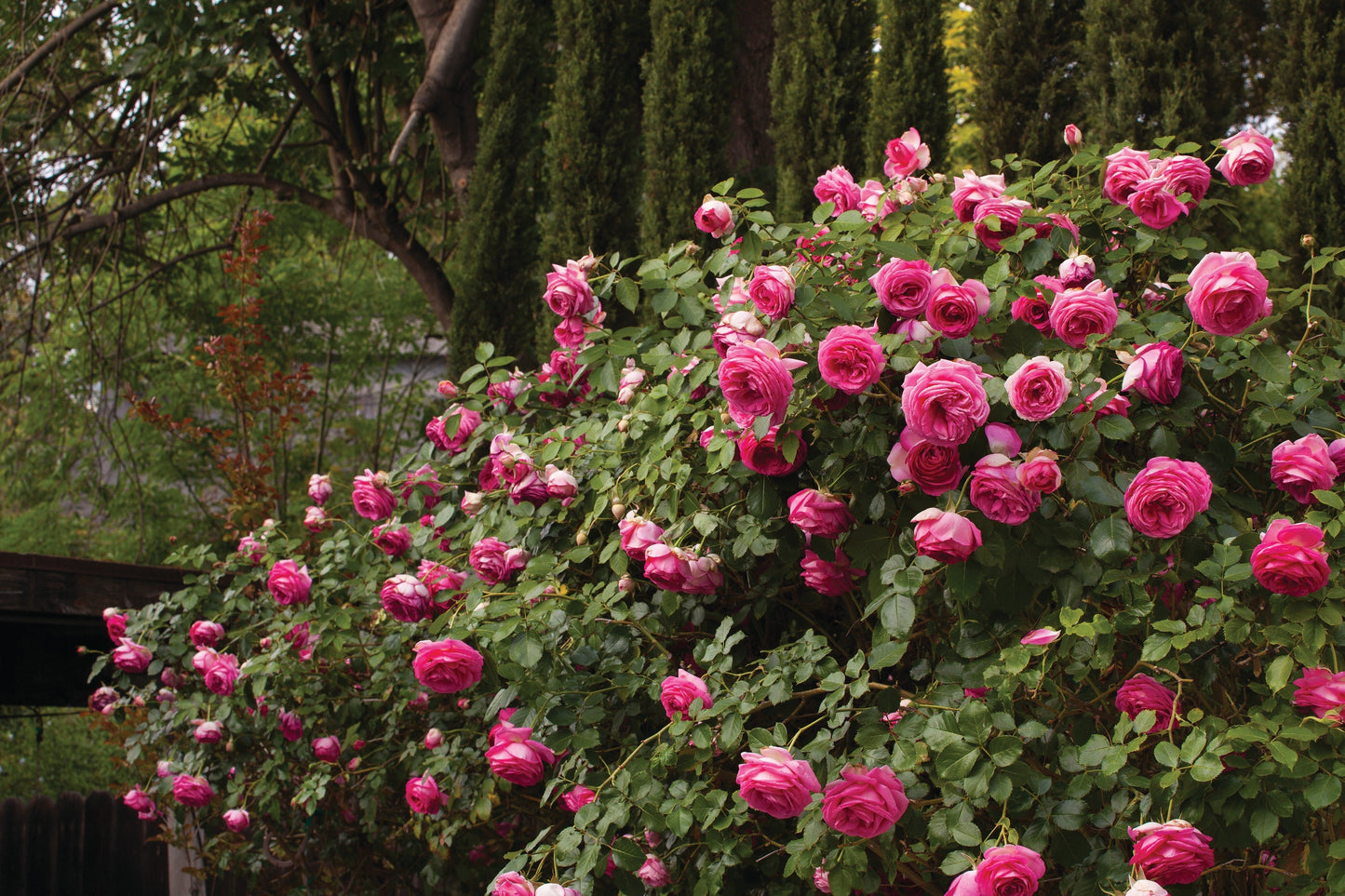 Pink Eden Climbing Rose plant in a 1.5-gallon pot by Fresh Garden Living, showcasing vibrant pink blooms and green foliage.