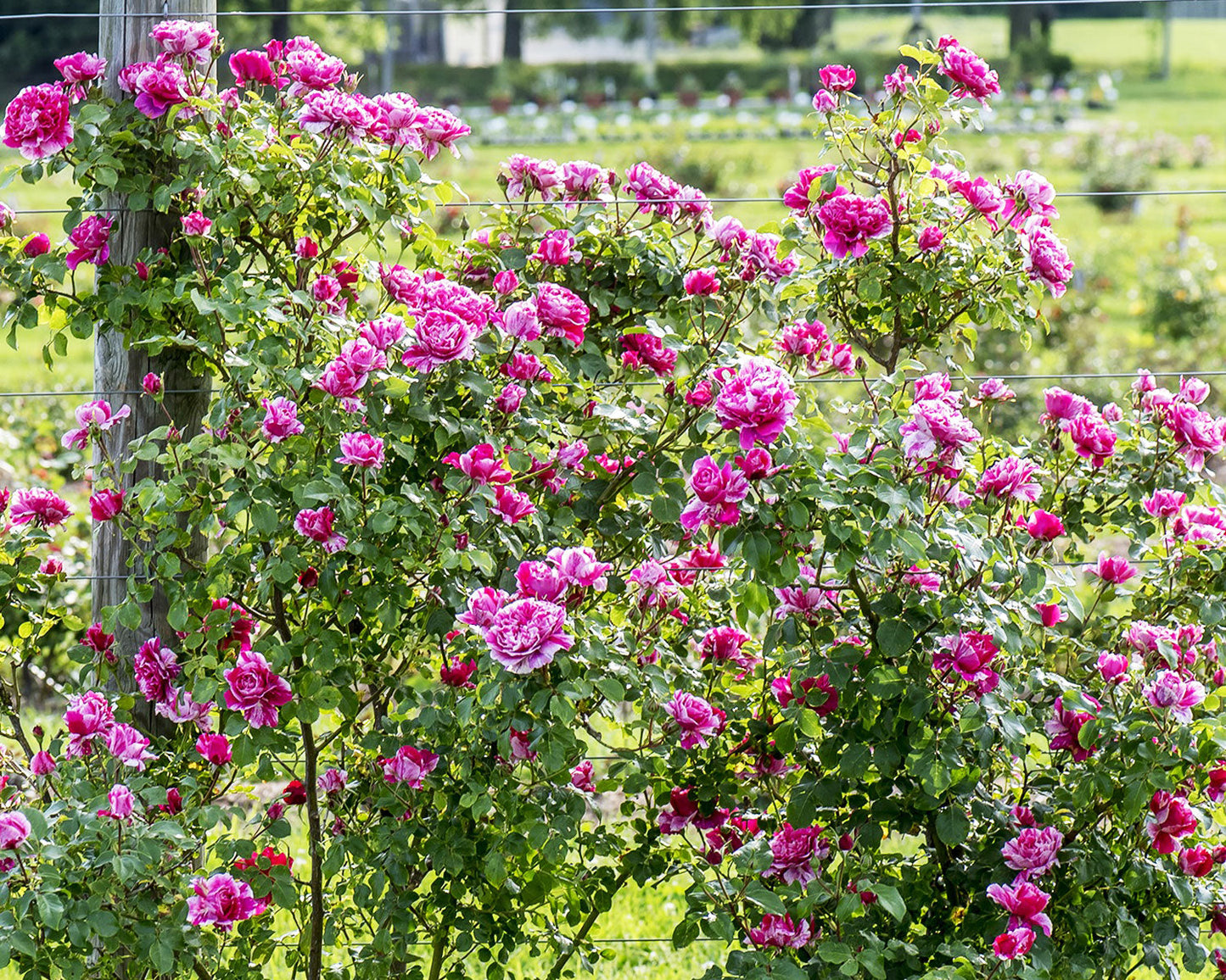 Raspberry Cream Twirl Climbing Rose plant in a 1.5-gallon pot, with lush green foliage and blooming raspberry and cream-colored flowers.