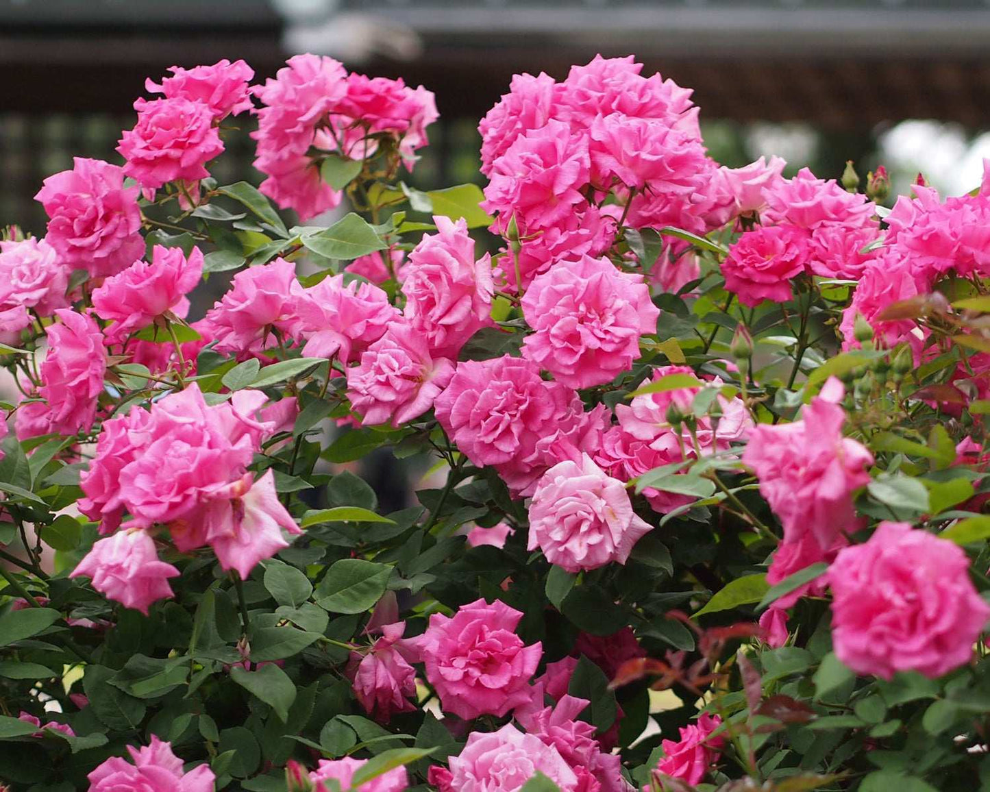 Fresh Garden Living Zephirine Drouhin climbing rose plant in a 1.5-gallon container, with vibrant pink blooms and climbing foliage.