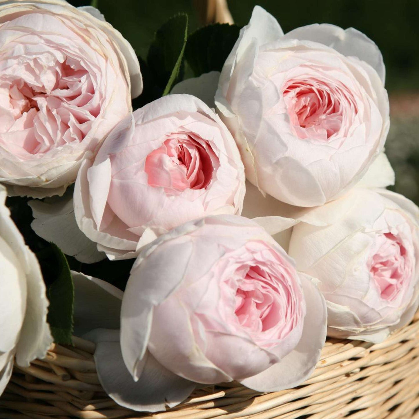 Fresh Garden Living Earth Angel Rose Plant in 1.5-gallon pot, vibrant pink blooms and lush green foliage.