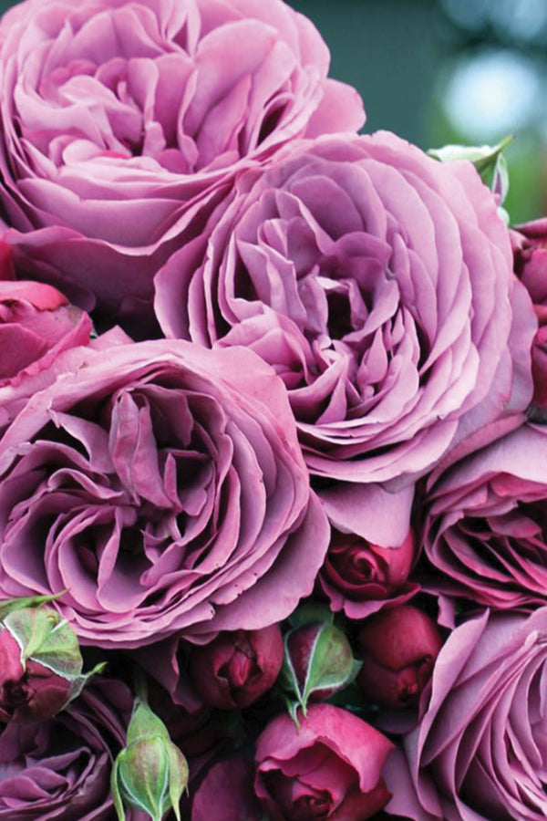 Fragrant purple Rose Plant, Plum Perfect variety, in a 1.5-gallon pot, with lush blooms and green foliage, by Fresh Garden Living.