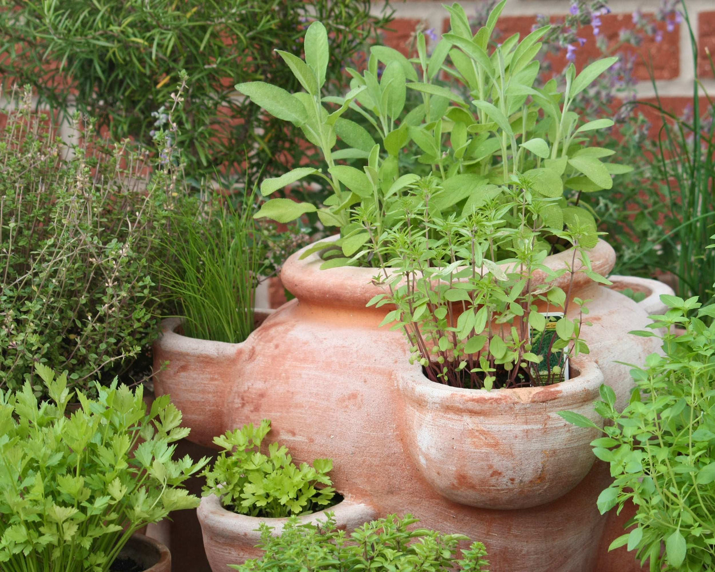Fresh Garden Living herb plant collection with rosemary, sage, oregano, and thyme in quart pots, ideal for garden or kitchen use.