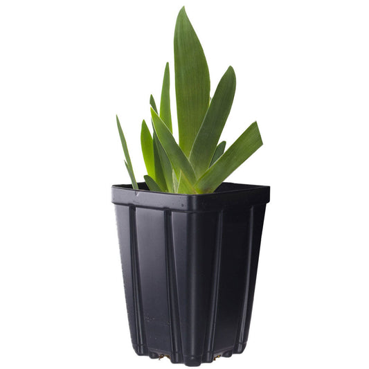 Fresh Garden Living bi-color iris plant in a quart container, showcasing vibrant fragrant blooms and lush green foliage.