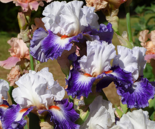 Fresh Garden Living Gypsy Lord Bearded Iris plant in a quart pot, showcasing vibrant blooms and lush green foliage.