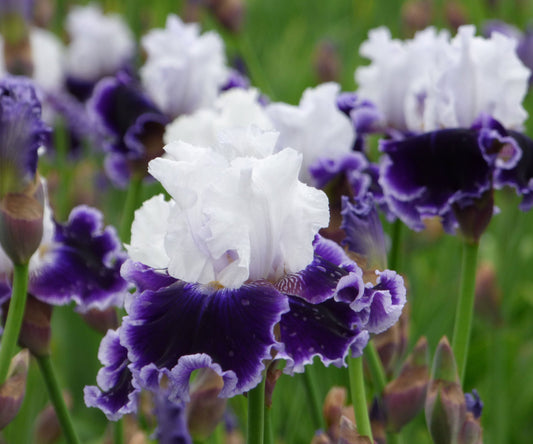 Fresh Garden Living Local Ocean bearded iris plant in a quart container, showcasing vibrant iris flowers and lush foliage.