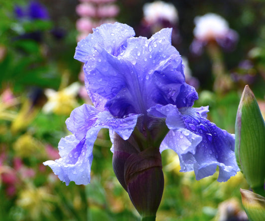 Fresh Garden Living Blue Iris plant in a quart container, fragrant blue iris flower with lush green leaves.