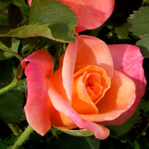 Joseph's Coat Rose 1.5 Gallon Potted Climbing Rose - Blessings Grow Meadows