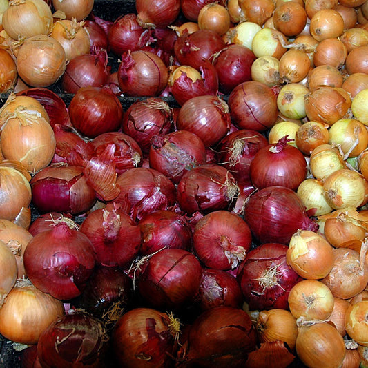 Mixed red and yellow onion sets by Fresh Garden Living, 1 lb non-GMO onion set for planting or cooking.
