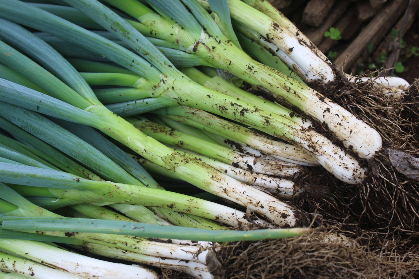 White Onion Sets 1 lb. from Fresh Garden Living, Non-GMO White Ebenezer variety, shown in a close-up of fresh onion bulbs.