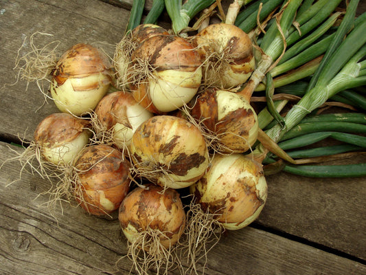 Yellow onion sets from Fresh Garden Living, 1 lb non-GMO Stuttgarter variety, shown in a clear image with fresh onion bulbs.
