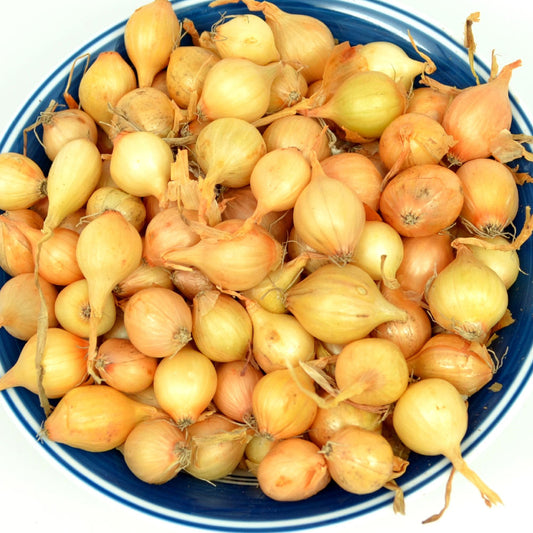 Yellow onion set from Fresh Garden Living, 8 oz., non-GMO Stuttgarter variety, fresh and ready for planting or cooking.