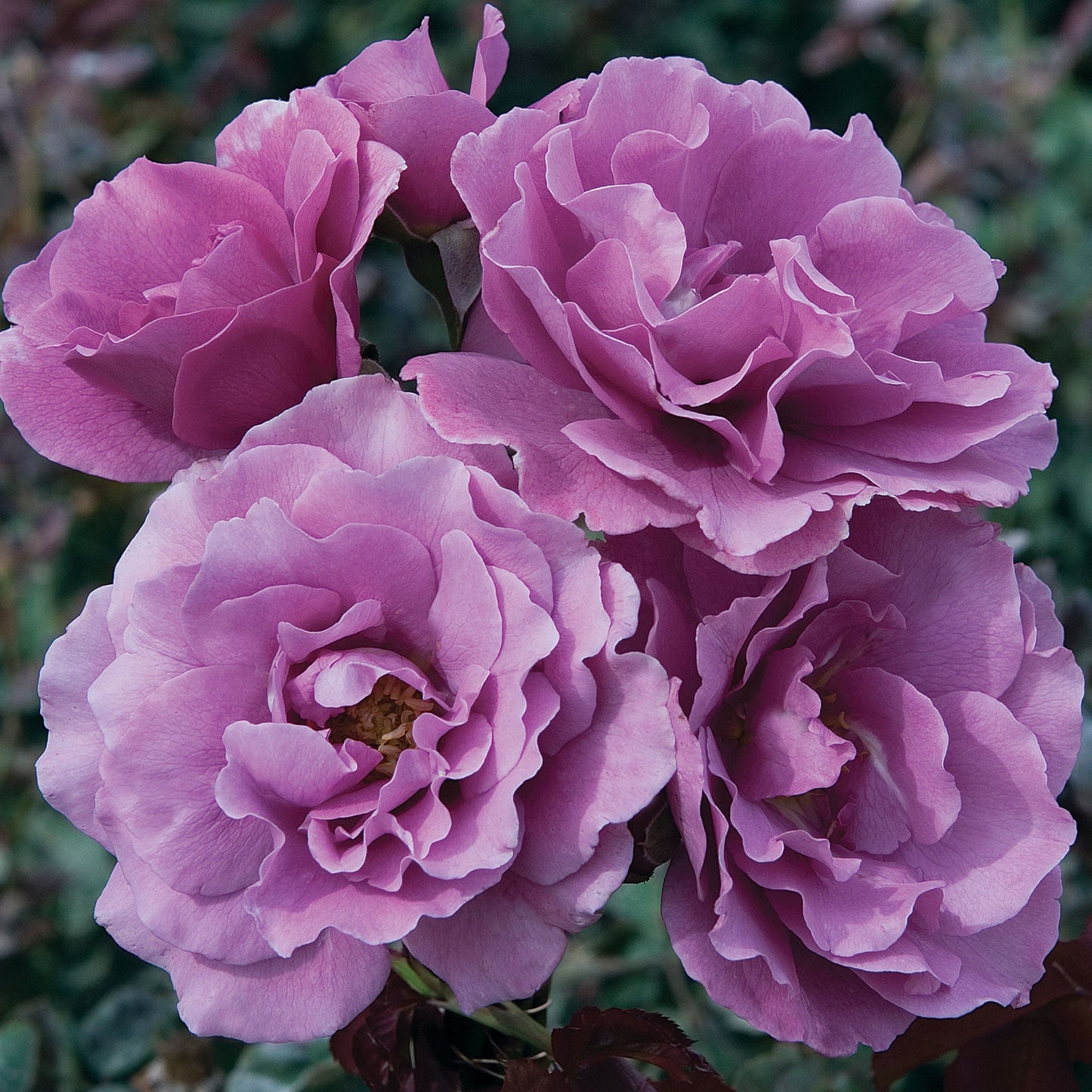 Angel Face Rose plant in a 1.5-gallon pot, with lush green foliage and vibrant pink blooms, from Fresh Garden Living.