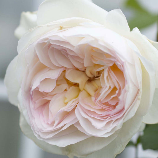 Fresh Garden Living Bolero Floribunda Rose plant in a 1.5-gallon pot, showcasing vibrant pink blooms and lush green foliage.