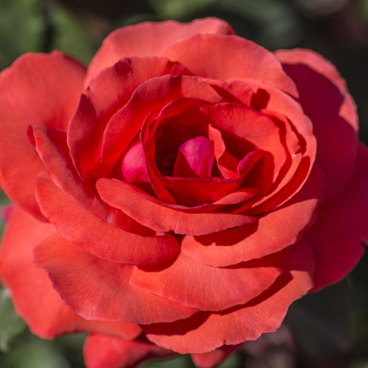 Fresh Garden Living Fragrant Cloud Rose Plant in 1.5-gallon pot, showcasing lush green leaves and blooming fragrant pink roses.