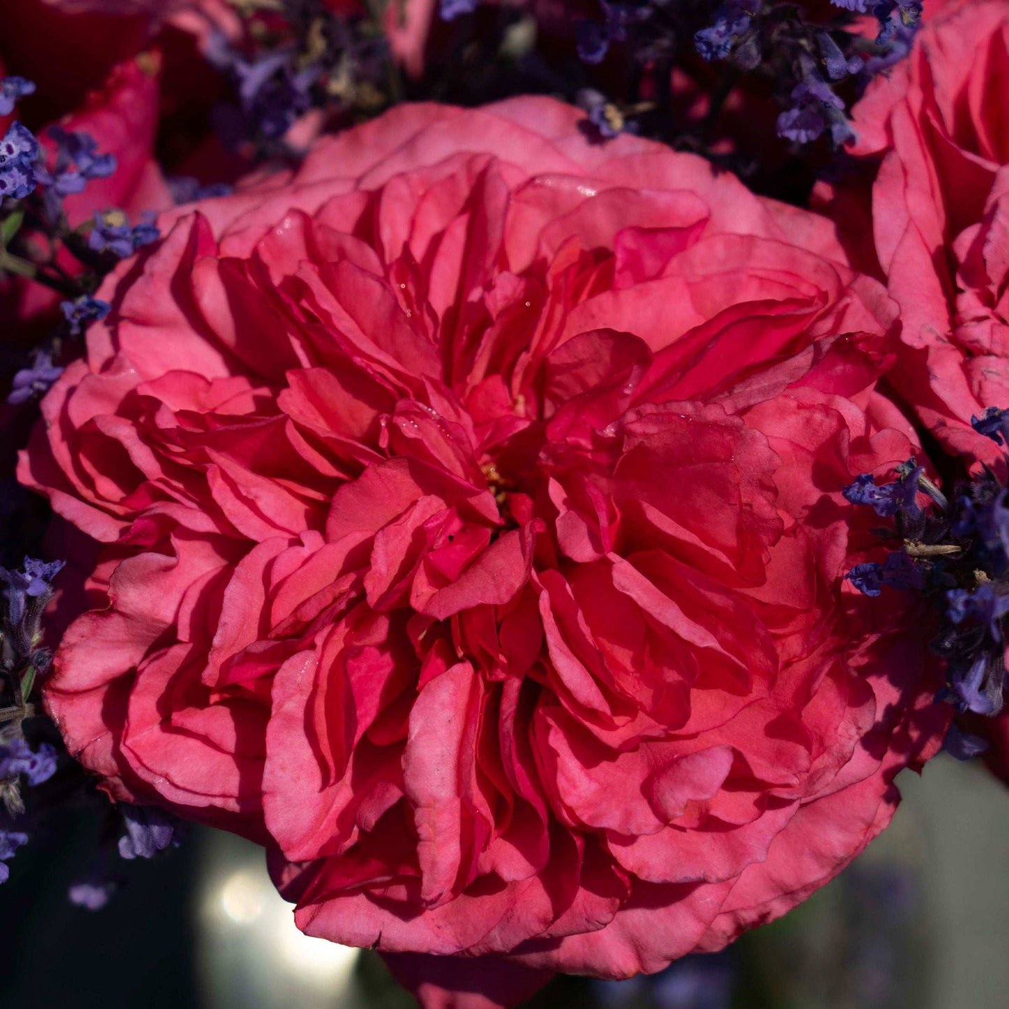 Fresh Garden Living Loves Me, Loves Me Not rose plant in a 1.5-gallon pot, featuring vibrant pink blooms and lush green foliage.