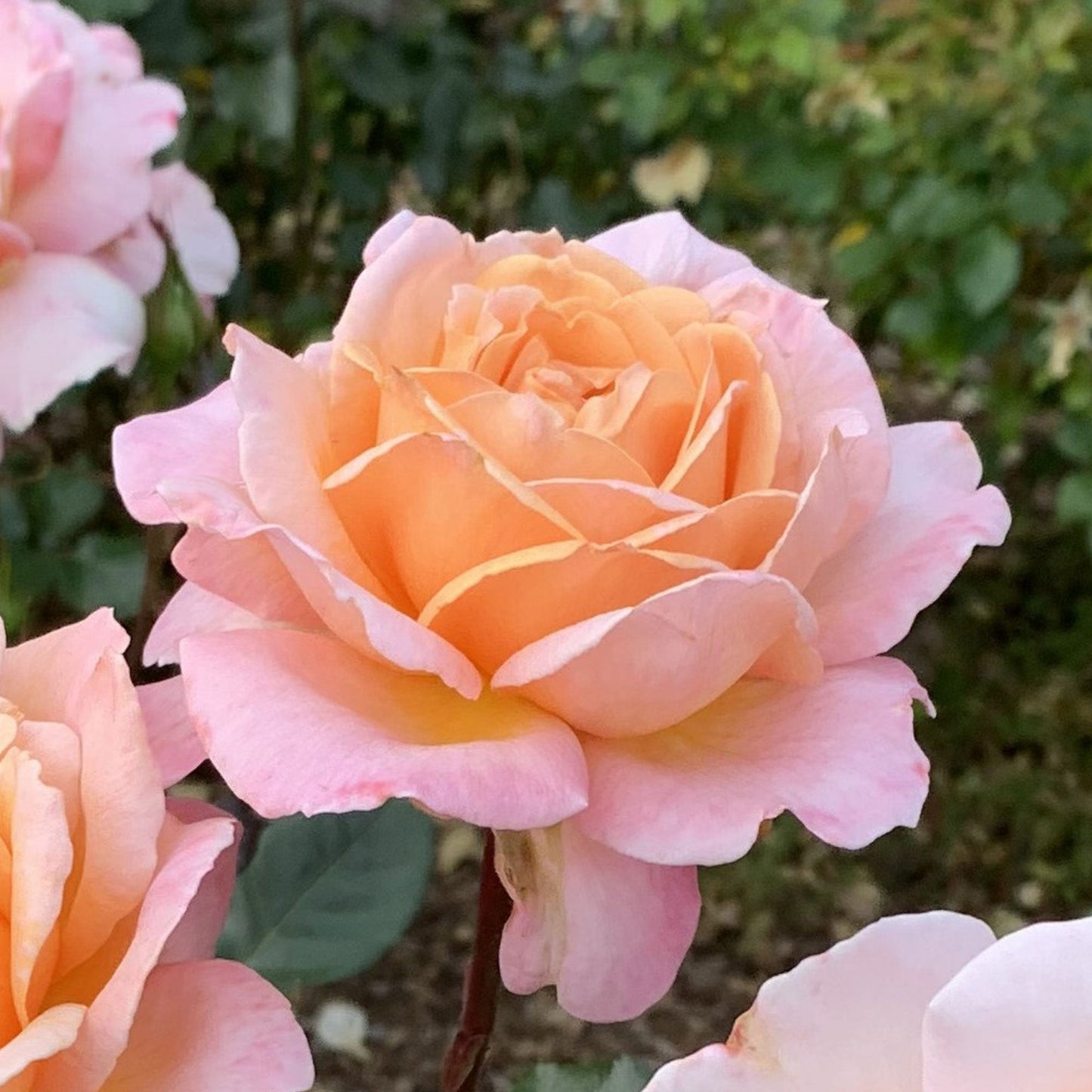 Fresh Garden Living Parfuma Sunrise Rose plant in a 1.5-gallon container, showcasing vibrant rose blooms and lush green leaves.