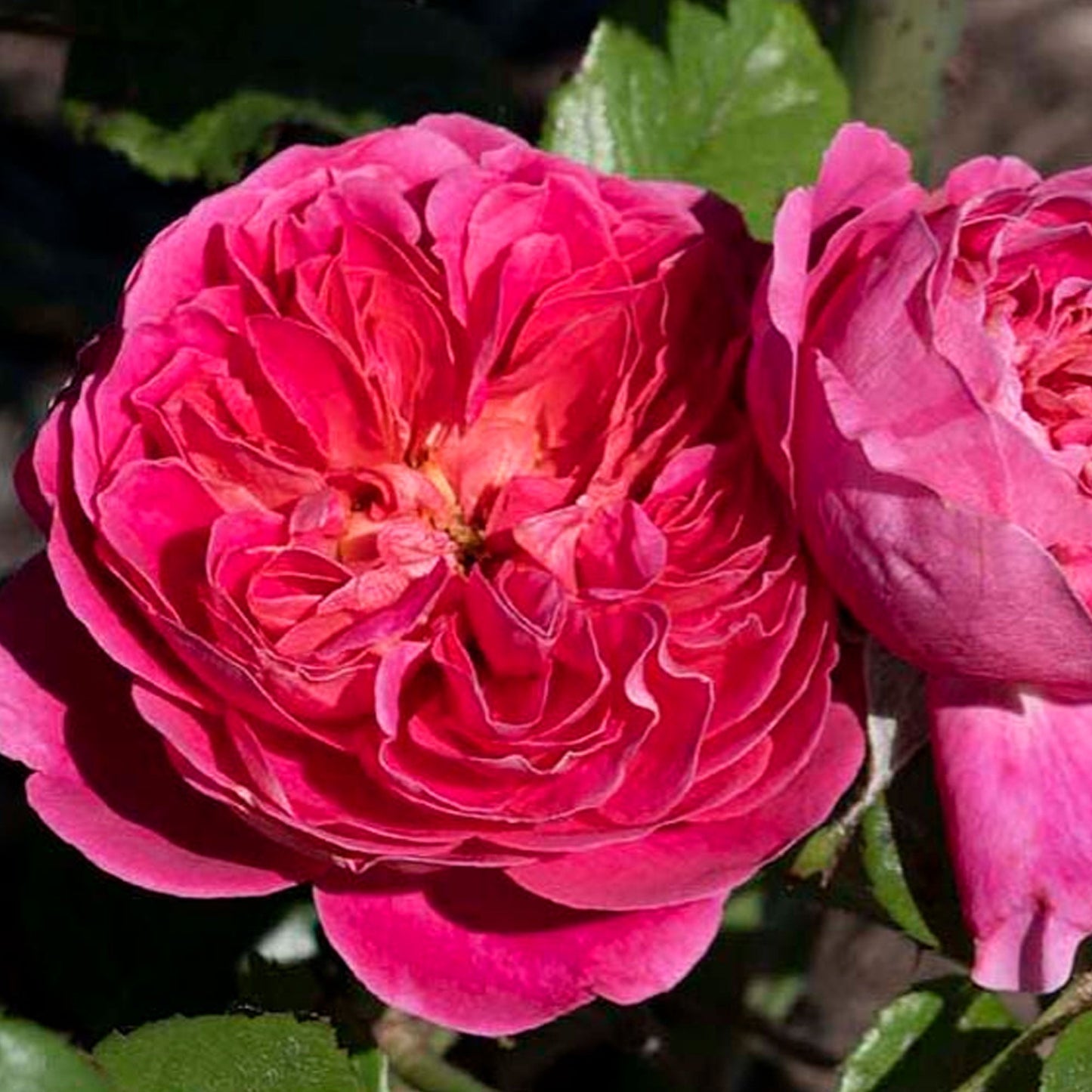 Fresh Garden Living PowerPuff Pink Rose plant in a 1.5-gallon pot, showcasing vibrant pink blooms and lush green foliage.
