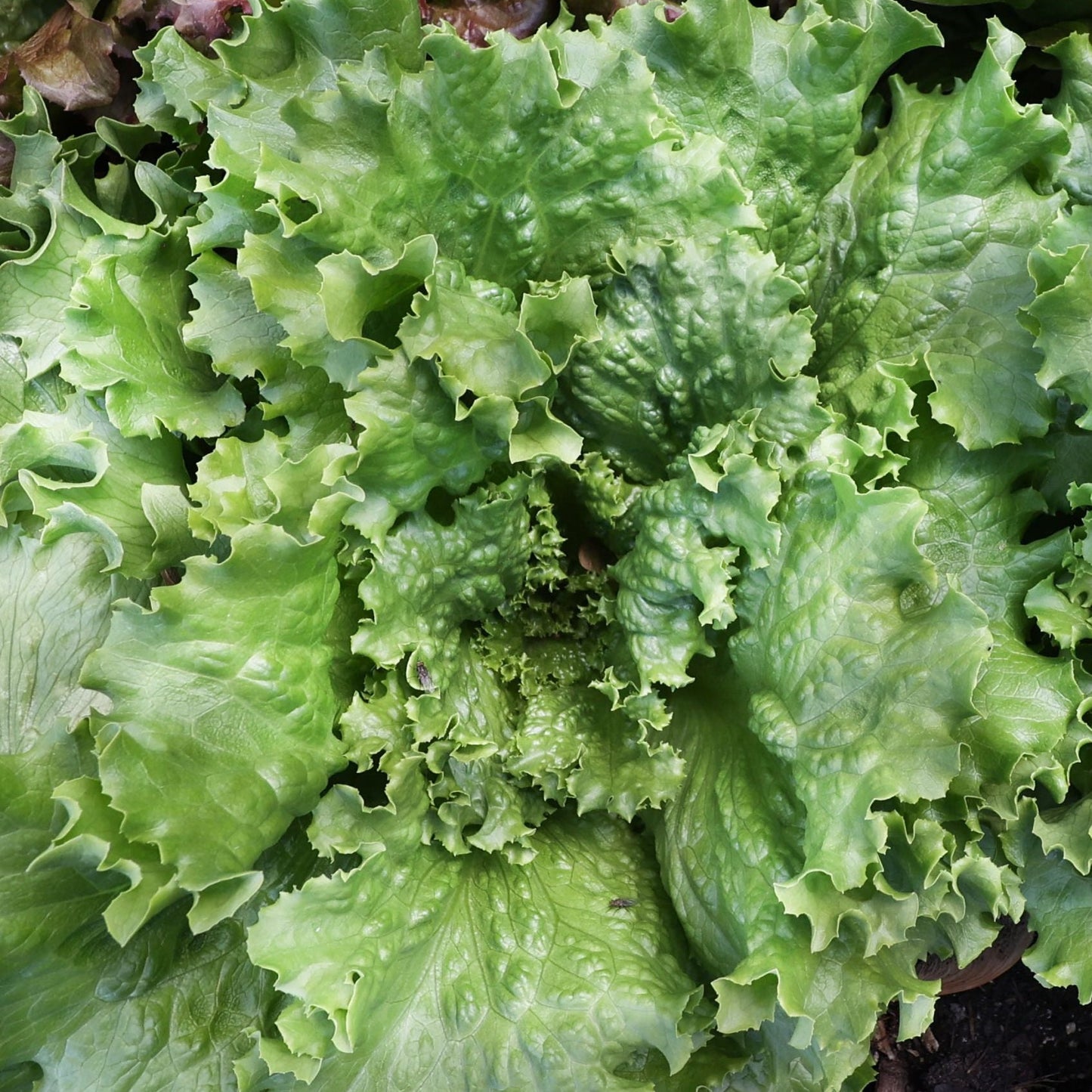 Crisp Mint Lettuce - Blessings Grow Meadows