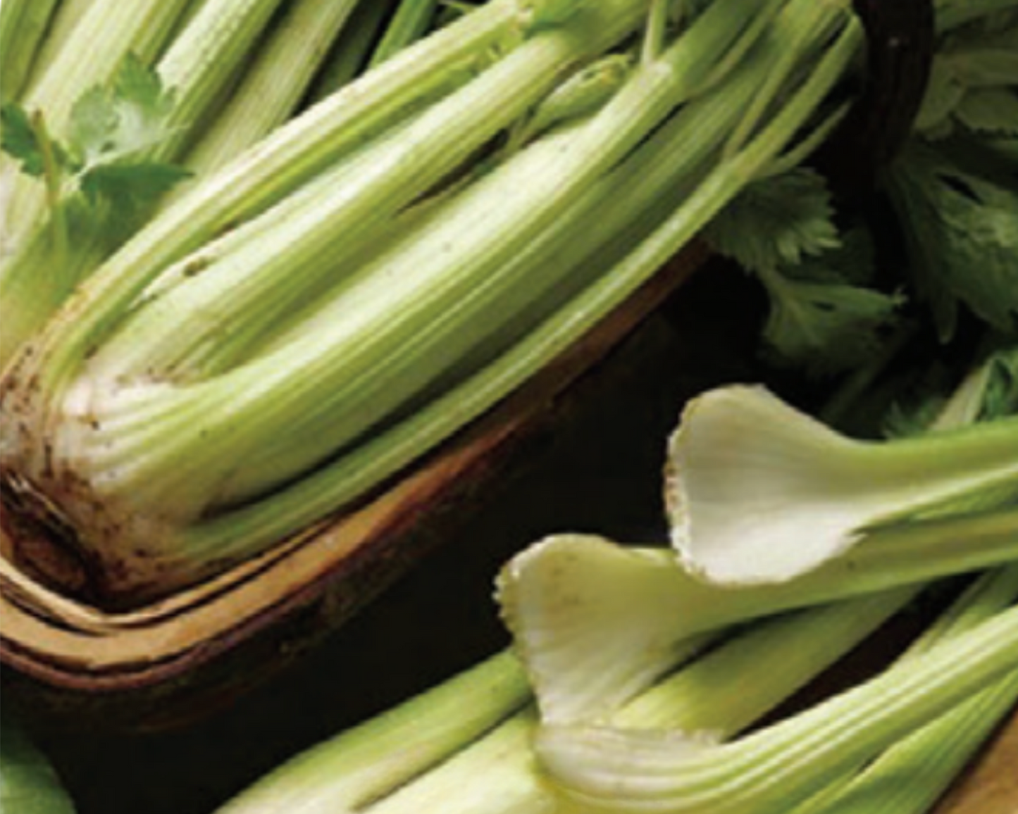 Golden Self-Blanching Celery Seeds - Blessings Grow Meadows