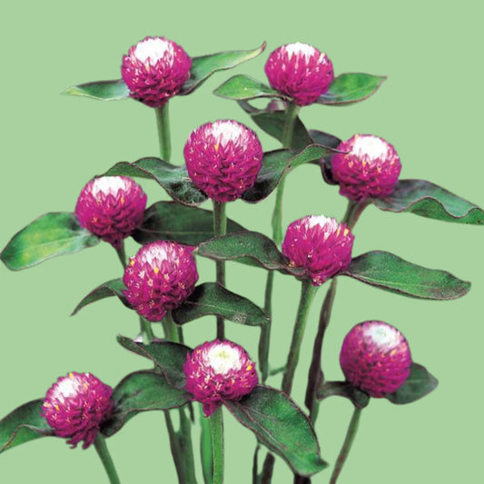 Gomphrena Audry Bi-color rose seeds