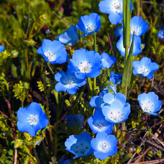Baby Blue Eyes flower seeds by Grow Organic, showing a packet of blue flowering seeds for planting in gardens.