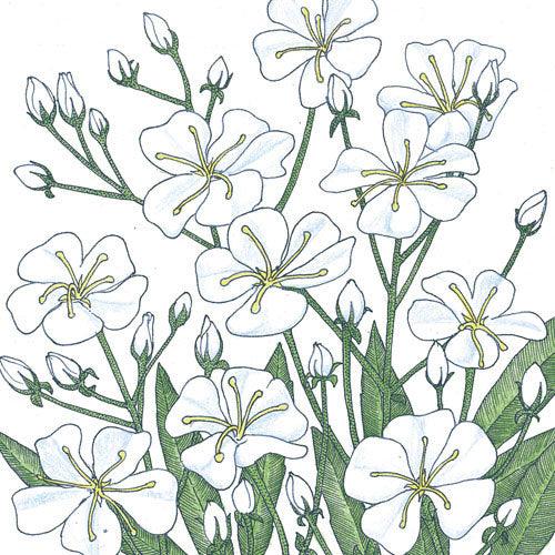 Baby's Breath flower seeds by Grow Organic, 1/4 lb package, showing small seed packets with white flowering plant images.