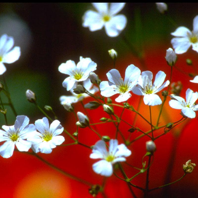 Baby's Breath flower seeds from Grow Organic, showing small seed packets for planting delicate, white flowering plants.