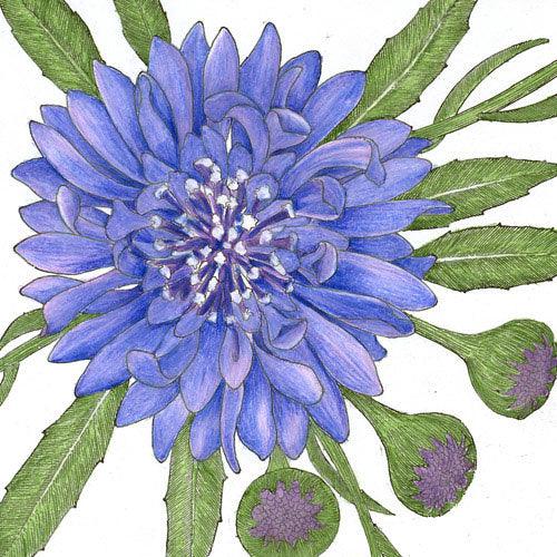 Grow Organic bachelor button flower seeds in polka dot mix, showcasing colorful, vibrant blooms for garden beauty.