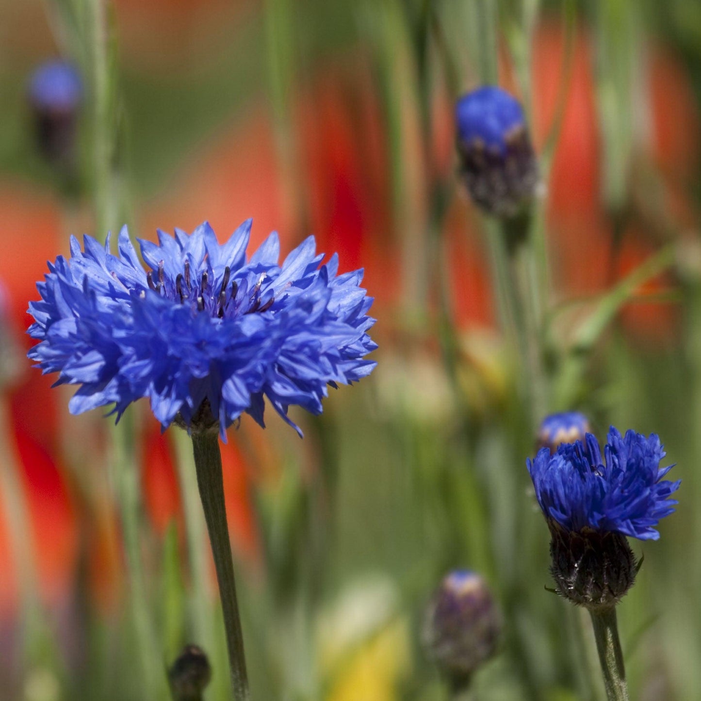 Bachelor Button Polka Dot Mix flower seeds from Grow Organic, showing colorful flower seed packets with vibrant blooms and seed details.